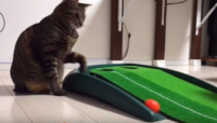 にゃんともかわいい♪　肉球でボールをリターンする猫とパターゴルフする動画♪ Cat-omatic ball return video for golf putting mat【佐世保】 させぼんぺっと4