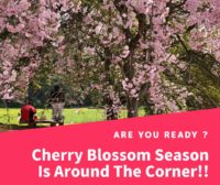 【Cherry Blossoms Spots in Sasebo!/佐世保市の花見スポット！】