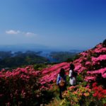 Must-See Spot: Azalea on Nagushi-yama and Northern Kujukushima|佐世保の絶景：長串山のツツジと北九十九島(英語の解説付き）