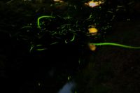 Fireflies Viewing Event in Yunoki / 柚木ホタル観賞会