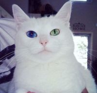 美人すぎてテレビにも出ちゃう猫！【佐世保】 Odd-eyed beauty from Sasebo 【にゃんこ】 させぼんぺっと２【オッドアイ】