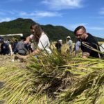 80 Americans from the US Navy Joined a Rice Harvesting Experience in Ureshino, Saga.|米軍基地アメリカ人80名が参加！佐賀県嬉野市で稲刈り体験