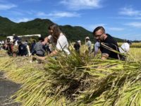 80 Americans from the US Navy Joined a Rice Harvesting Experience in Ureshino, Saga.|米軍基地アメリカ人80名が参加！佐賀県嬉野市で稲刈り体験